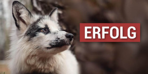 Beitragsbild des Blogbeitrags Fur Free Europe: In Rekordzeit 1 Mio. Stimmen gegen Pelz 
