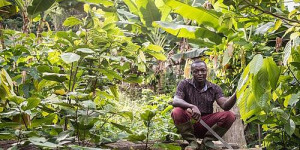 Beitragsbild des Blogbeitrags FAIRTRADE begrüßt Durchbruch in Malaria-Forschung