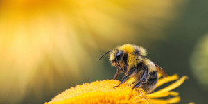 Beitragsbild des Blogbeitrags Fast die Hälfte der Honigbienenvölker in den USA starben im vergangenen Jahr 