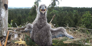 Beitragsbild des Blogbeitrags WWF: Erfolgreiche Seeadler-Brutsaison – 50 Jungvögel ausgeflogen 