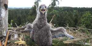 Beitragsbild des Blogbeitrags WWF: Erfolgreiche Seeadler-Brutsaison – 50 Jungvögel ausgeflogen