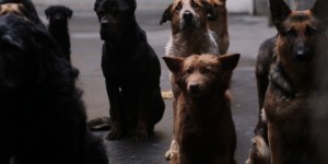 Beitragsbild des Blogbeitrags Kinostarts der Woche: Underdog, Hitman und Straight Outta Compton