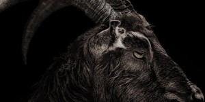 Beitragsbild des Blogbeitrags Trailer: The Witch