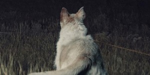 Beitragsbild des Blogbeitrags Trailer: It Comes At Night 