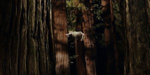 Beitragsbild des Blogbeitrags Trailer: Woodshock 