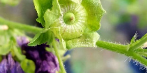 Beitragsbild des Blogbeitrags Heilpflanze Malve: Die Heilkraft der Malvensamen, Malvenblätter und Blüten 