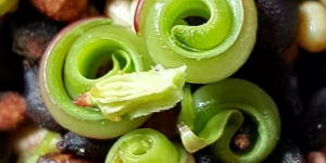 Beitragsbild des Blogbeitrags Die essbaren Samen des drüßigen Springkrauts
