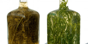 Beitragsbild des Blogbeitrags Kräuteressig selber machen 