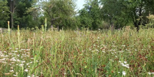 Beitragsbild des Blogbeitrags „Die Natur bietet sich als Startpunkt in eine neue Führungskultur geradezu an“