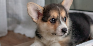 Beitragsbild des Blogbeitrags kann man defizite aus der prägephase beim hund nachholen? 