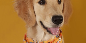 Beitragsbild des Blogbeitrags hat dein hund gute manieren (und was ist das überhaupt)?