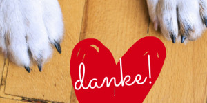 Beitragsbild des Blogbeitrags das wundermittel für die beziehung zwischen mensch und hund