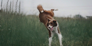 Beitragsbild des Blogbeitrags das leben mit high-energy hunden (und was das eigentlich ist)