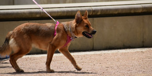 Beitragsbild des Blogbeitrags die heißen 3 minuten – wenn die aufregung beim hund steigt