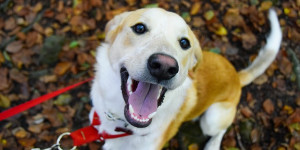 Beitragsbild des Blogbeitrags wenn der hund manchmal unerwartet ausflippt