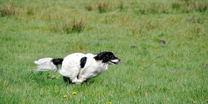 Beitragsbild des Blogbeitrags wenn der hund durchstartet: ist er am hetzen, jagen oder hüten? 