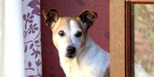 Beitragsbild des Blogbeitrags 5 tipps, wie man den hund ans alleine bleiben gewöhnt