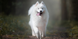 Beitragsbild des Blogbeitrags ab wann darf der welpe frei laufen?