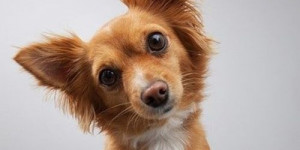 Beitragsbild des Blogbeitrags wichtiger faktor stimmlage im hundetraining