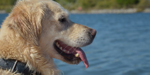 Beitragsbild des Blogbeitrags 5 tipps für sommertaugliche auslastung für den hund 