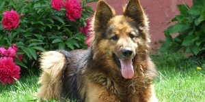 Beitragsbild des Blogbeitrags warum der hund im garten nicht unbedingt glücklich ist