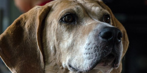 Beitragsbild des Blogbeitrags was bei der auslastung für alte hunde zu beachten ist
