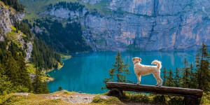 Beitragsbild des Blogbeitrags die checklist für alles, was du beim ausflug mit hund brauchst