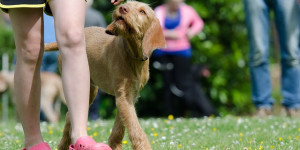 Beitragsbild des Blogbeitrags brauchst du eine hundeschule oder kannst du dir das sparen? 