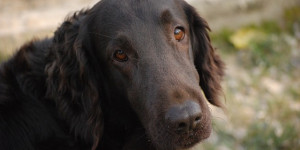Beitragsbild des Blogbeitrags fragt dein hund bei dir nach? was es mit der orientierung am menschen auf sich hat