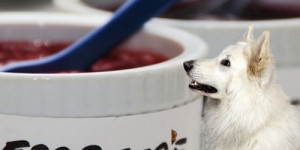 Beitragsbild des Blogbeitrags was signale in der hundeerziehung mit marmeladengläsern zu tun haben