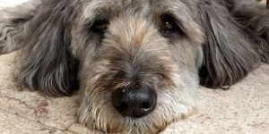 Beitragsbild des Blogbeitrags warum signale ermüden und dein hund nicht mehr darauf