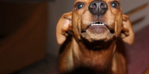 Beitragsbild des Blogbeitrags der hund schnappt, wenn ihm was nicht passt. was tun?