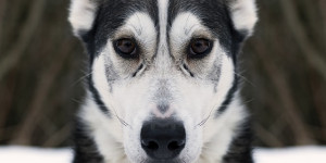 Beitragsbild des Blogbeitrags 3 medizinische ursachen für reizbarkeit und aggression beim hund
