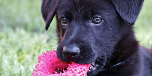 Beitragsbild des Blogbeitrags wieviel (geistige) auslastung braucht der hund? 5 entscheidende faktoren