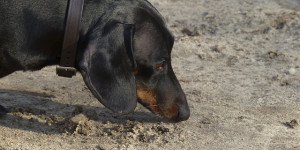 Beitragsbild des Blogbeitrags 9 fehler, durch die suchspiele für den hund lächerlich leicht werden