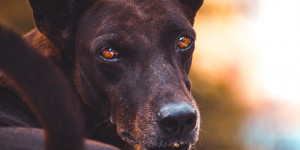 Beitragsbild des Blogbeitrags 5 zeichen, dass dein hund superschlau ist