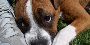 Beitragsbild des Blogbeitrags die drei wirkungsweisen von schimpfen mit dem hund