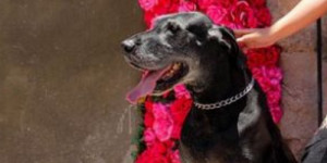 Beitragsbild des Blogbeitrags dürfen fremde menschen deinen hund streicheln?