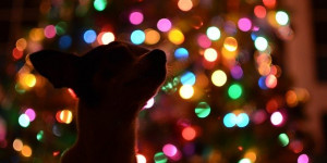 Beitragsbild des Blogbeitrags wie hunde die feiertage wahrnehmen