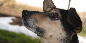 Beitragsbild des Blogbeitrags 5 entscheidende tipps, wie das üben mit dem hund schneller was bringt