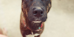 Beitragsbild des Blogbeitrags warum es nichts bringt, probleme mit dem hund direkt anzugehen