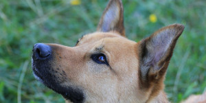Beitragsbild des Blogbeitrags 3 gute gründe, warum aufmerksamkeit beim hund von anfang an trainiert werden sollte