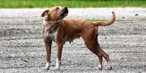 Beitragsbild des Blogbeitrags dein hund ignoriert dich (manchmal)? die drei ursachen und was du tun kannst