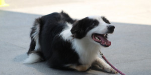 Beitragsbild des Blogbeitrags die drei typen von aufregung beim hund