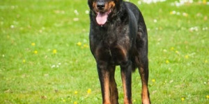 Beitragsbild des Blogbeitrags darf der hund auch nein sagen? 