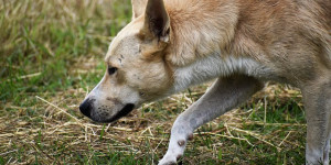 Beitragsbild des Blogbeitrags die drei suchstrategien in der nasenarbeit, die hunde kennen sollten (und ein häufiger fehler)