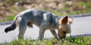 Beitragsbild des Blogbeitrags bringen suchspiele den hund dazu, (mehr) vom boden zu fressen?