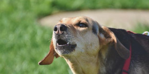 Beitragsbild des Blogbeitrags beschützerinstinkt oder unsicherheit? warum hunde fremde anbellen