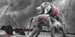 Beitragsbild des Blogbeitrags was bringen geräusch-CDs bei gewitterangst beim hund?
