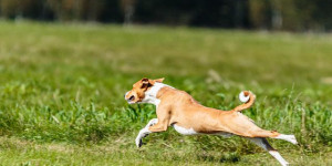 Beitragsbild des Blogbeitrags wie klappt der rückruf auch beim jagenden hund?